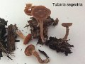 Tubaria segestria-amf5